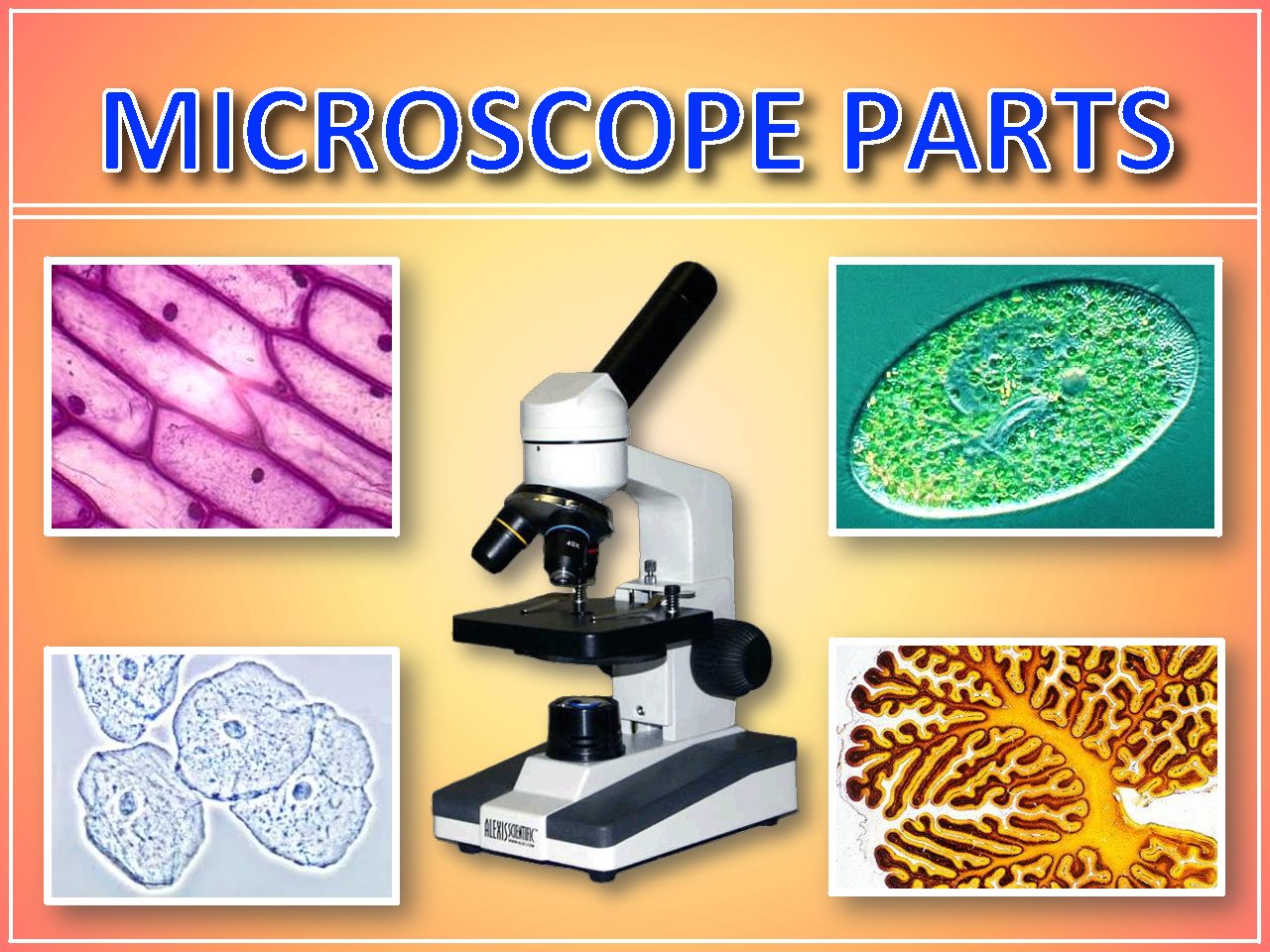 Microscope Parts - Crossroads Academy